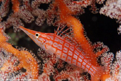 Longnose hawkfish, Oxycirrhitis typus. Picture taken on t... by Anouk Houben 